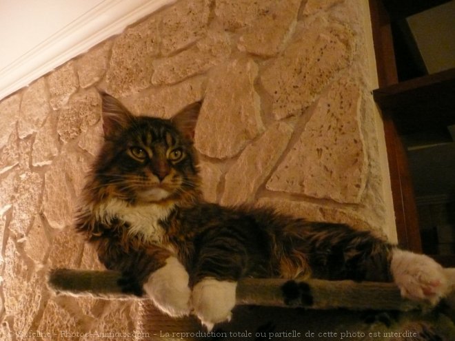 Photo de Maine coon