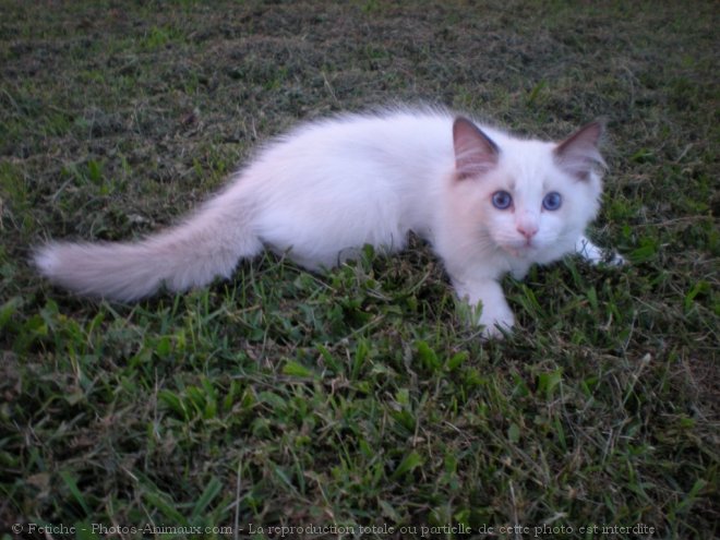 Photo de Ragdoll