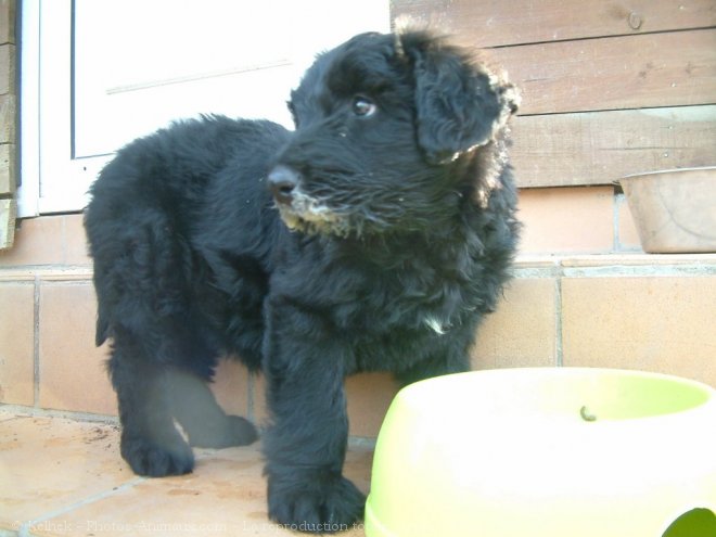 Photo de Bouvier des flandres