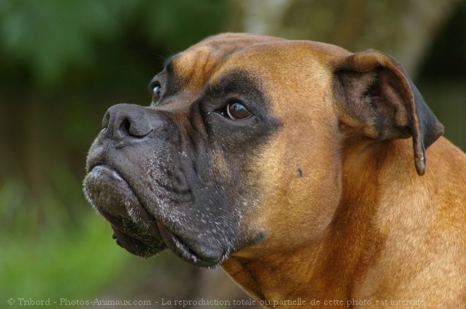 Photo de Boxer