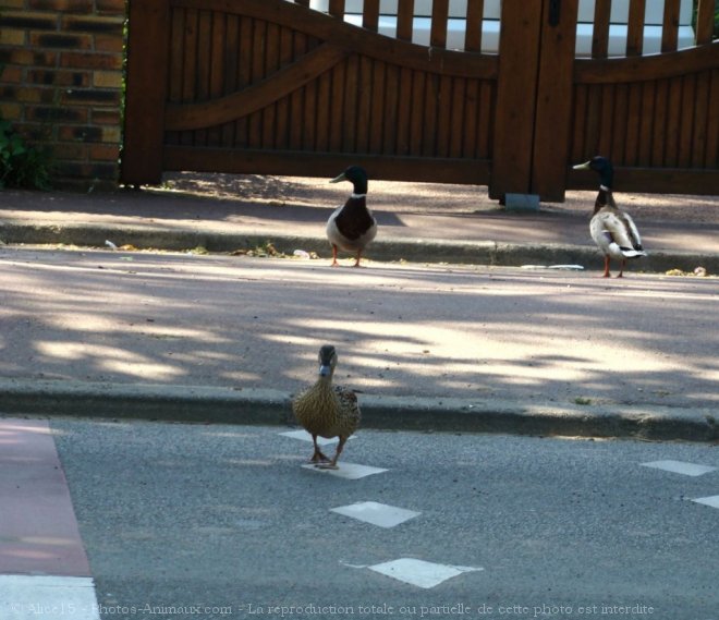 Photo de Canard