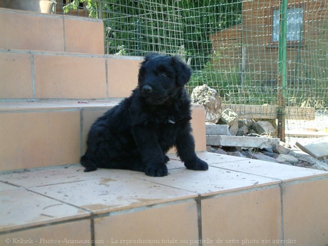 Photo de Bouvier des flandres