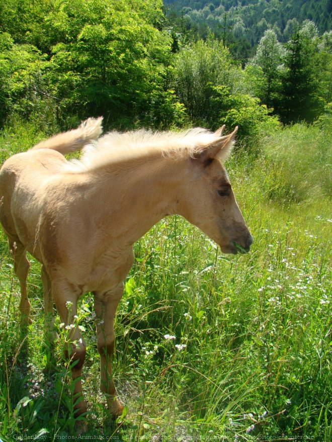 Photo de Quarter horse