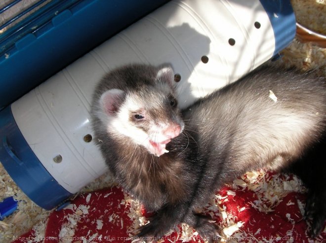 Photo de Furet