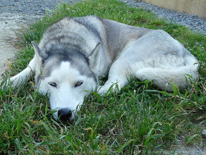 Photo de Husky siberien