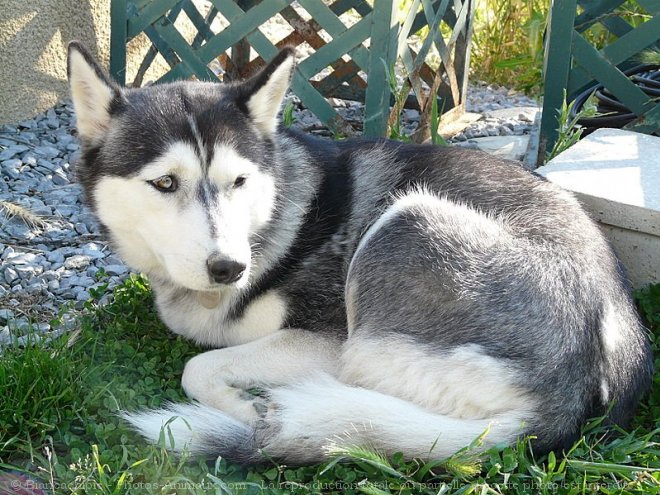 Photo de Husky siberien