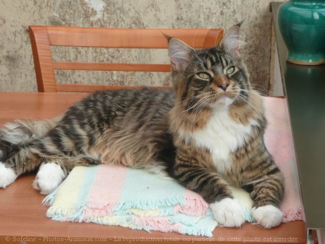 Photo de Maine coon