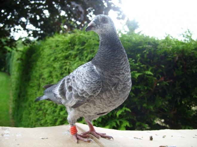 Photo de Pigeon