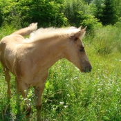 Photo de Quarter horse