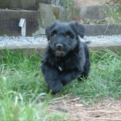 Photo de Bouvier des flandres