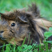 Photo de Cochon d'inde - pruvien