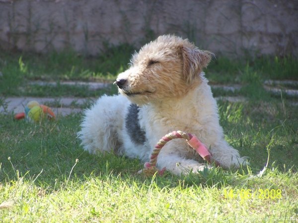 Photo de Fox terrier  poil dur