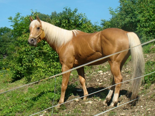 Photo de Quarter horse