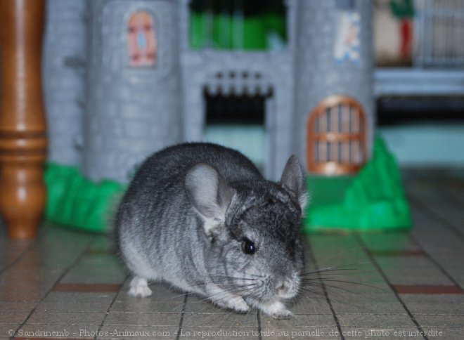 Photo de Chinchilla