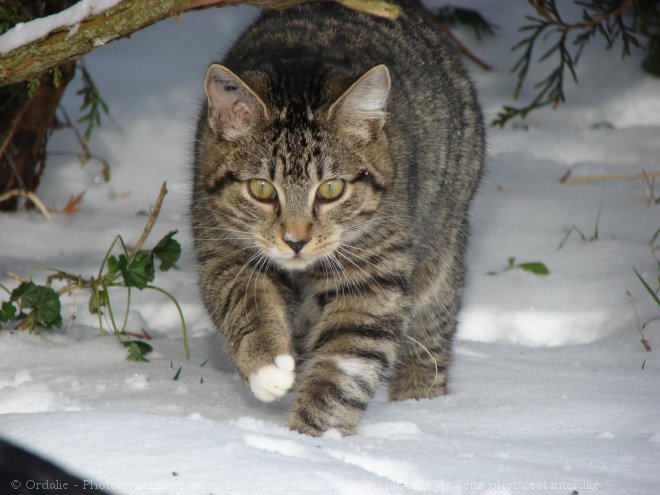 Photo de Chat domestique