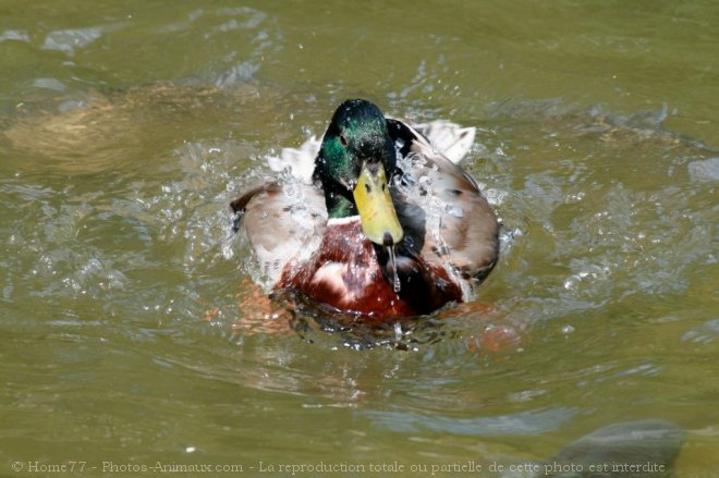 Photo de Canard colvert