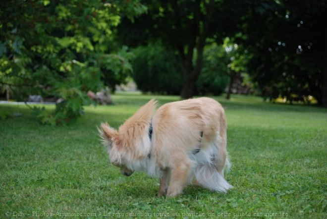 Photo de Chihuahua  poil long