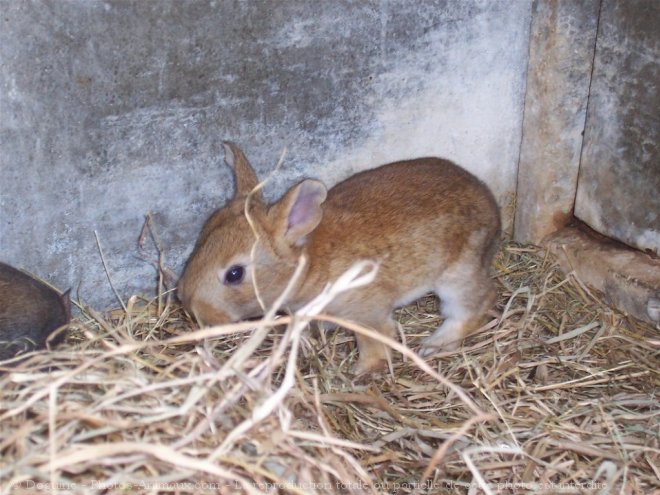 Photo de Lapin