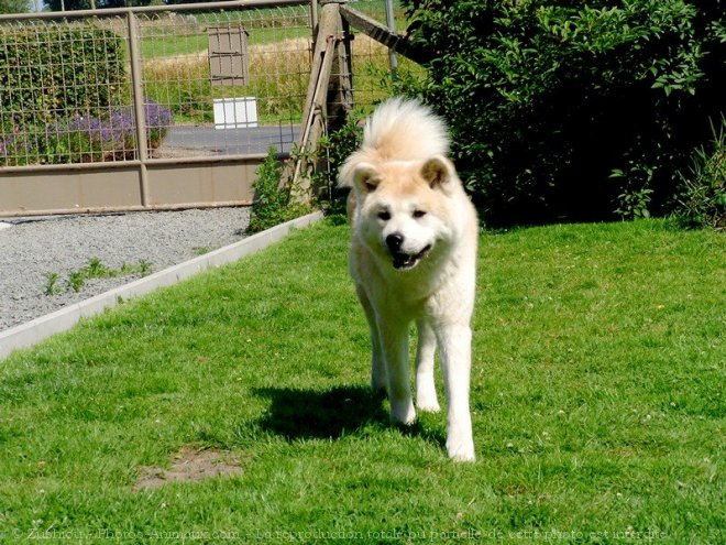 Photo d'Akita inu