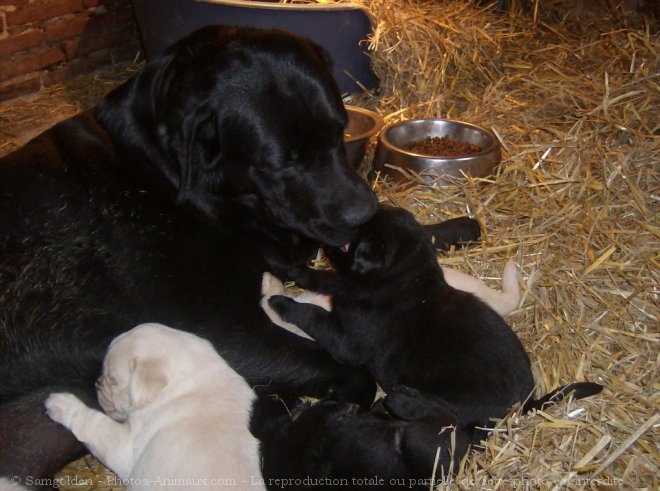 Photo de Labrador retriever