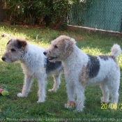 Photo de Fox terrier  poil dur