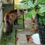 Photo de Chat domestique