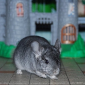 Photo de Chinchilla