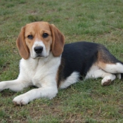 Photo de Beagle