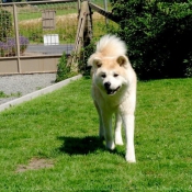 Photo d'Akita inu