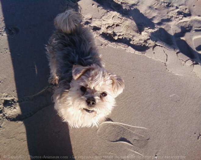 Photo de Yorkshire terrier