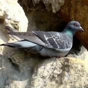 Photo de Pigeon