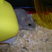 Photo de Hamster