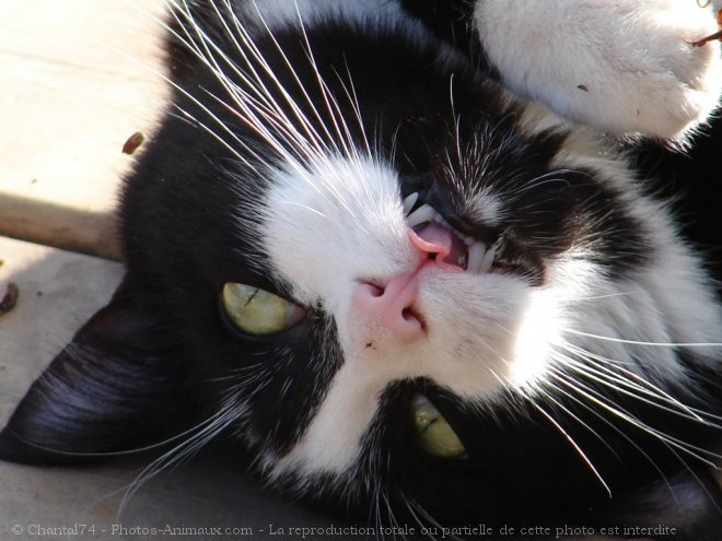 Photo de Chat domestique