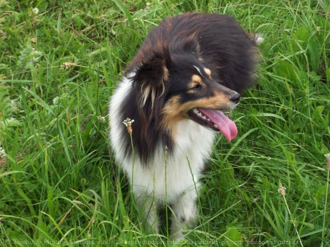 Photo de Chien de berger des shetland