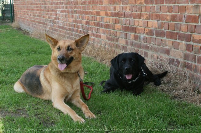 Photo de Races diffrentes