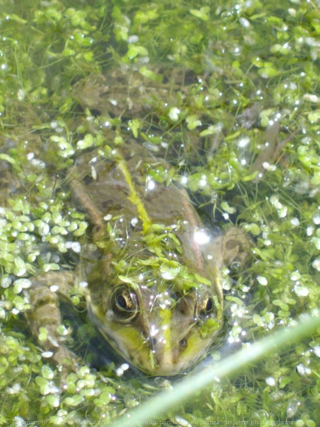 Photo de Grenouille