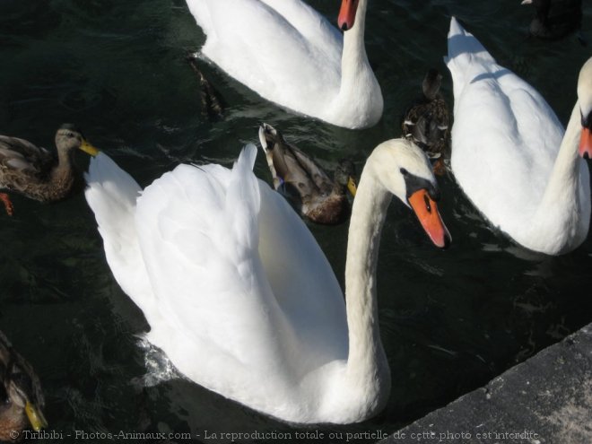 Photo de Cygne