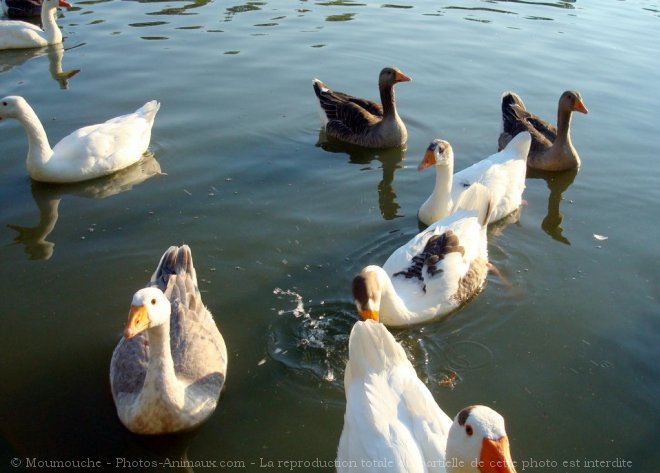 Photo de Races diffrentes