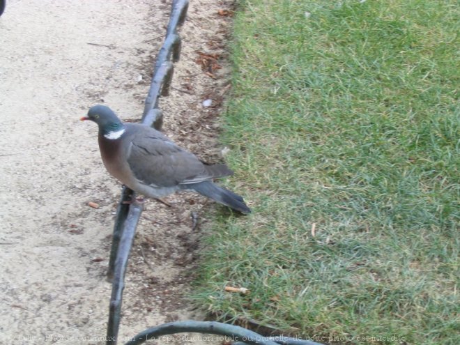 Photo de Pigeon