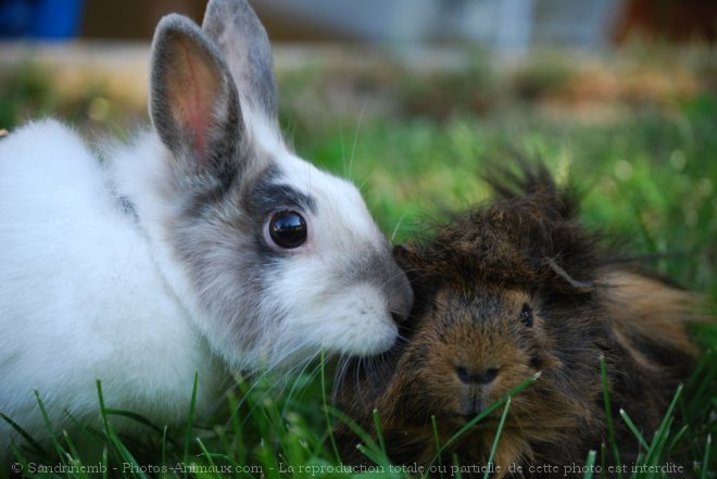 Photo de Races diffrentes