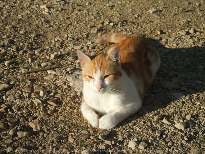 Photo de Chat domestique