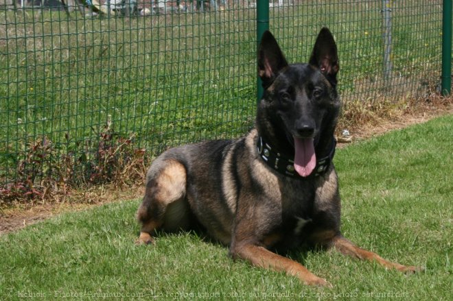 Photo de Berger belge malinois