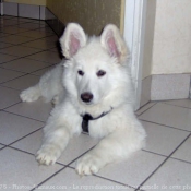 Photo de Berger blanc suisse