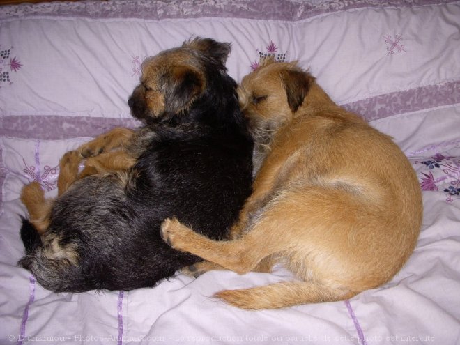 Photo de Border terrier