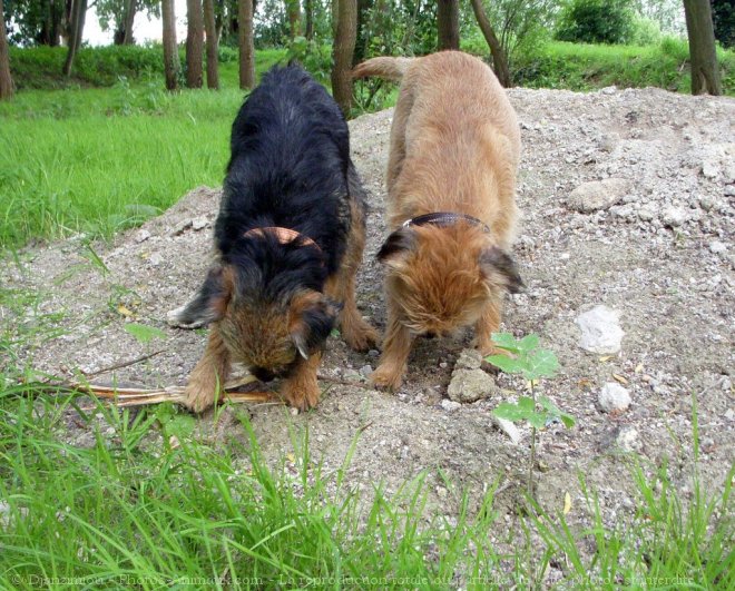 Photo de Border terrier