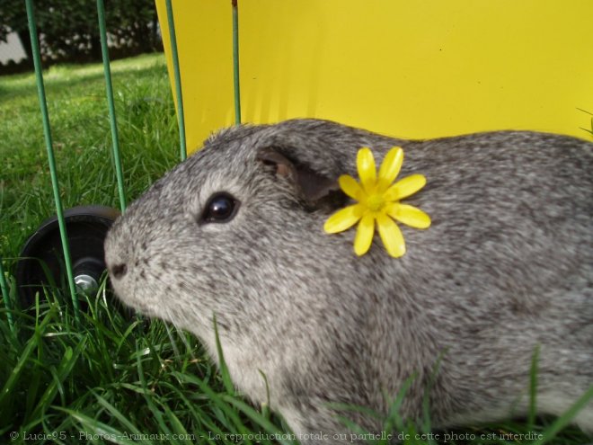 Photo de Cochon d'inde - agouti