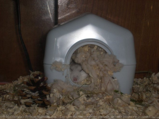 Photo de Hamster