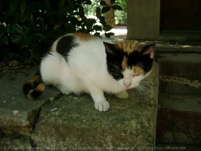 Photo de Chat domestique