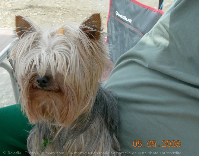 Photo de Yorkshire terrier