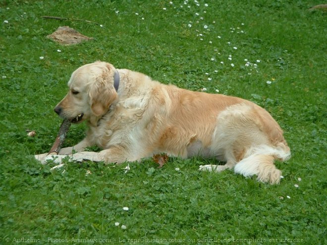 Photo de Golden retriever